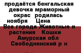 продаётся бенгальская девочка(мраморный окрас).родилась 5ноября, › Цена ­ 8 000 - Все города Животные и растения » Кошки   . Амурская обл.,Свободненский р-н